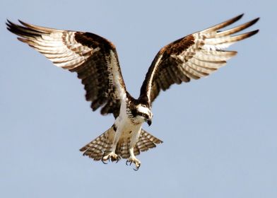 Eagle flying in the sky