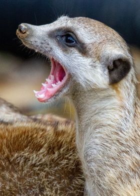 suricate