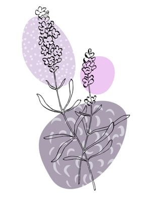 Lavender