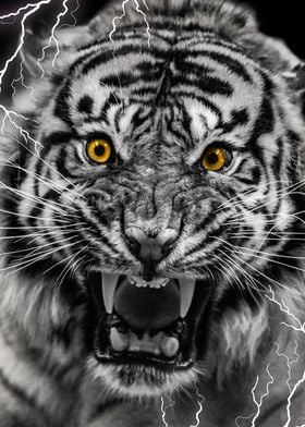 Angry Tiger