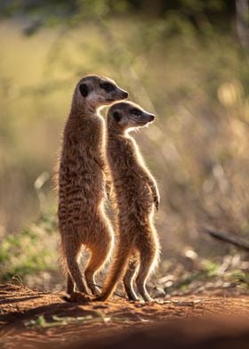 Meerkat 