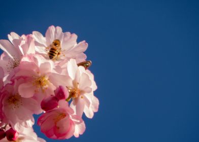 Cherryblossom Bee