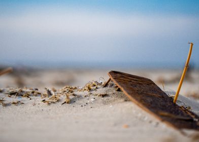 Driftwood on the beach