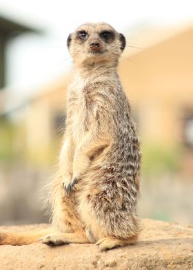  suricate