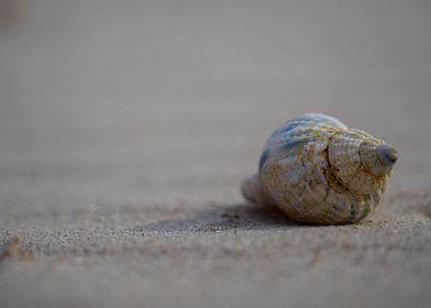 Curly Shell