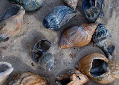 Shell Collection