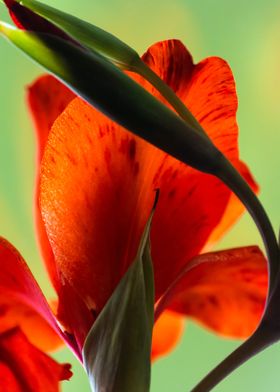 Red gladiolus flower