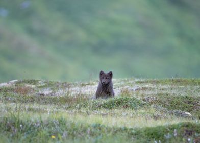 Baby arctic fox in Iceland