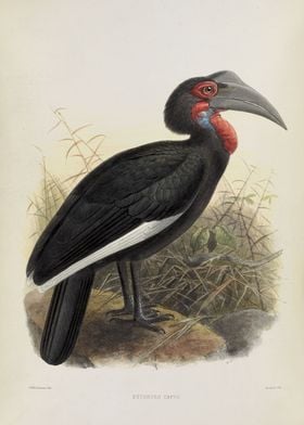 Bucorvus Cafer