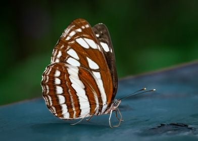 Spotted Butterfly