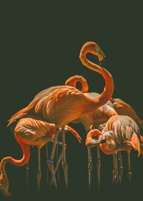 FLAMINGO 