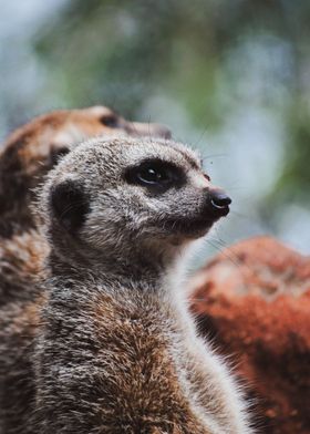 Meerkat suricate