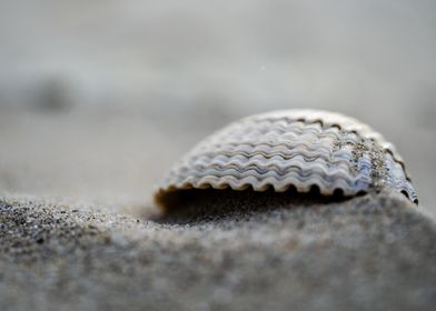 Shell on small elevation