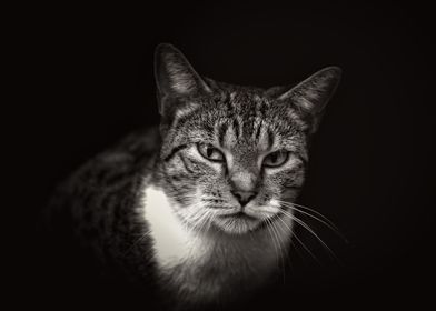 Cat in Black and White