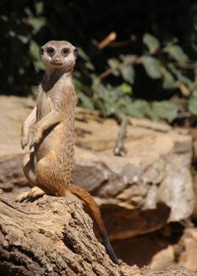 Meerkat