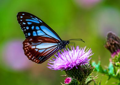 BEAUTIFUL BUTTERFLY