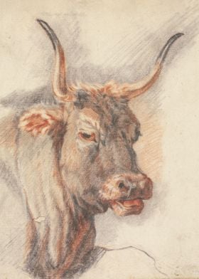 An ox head 