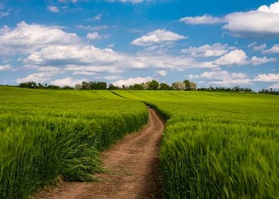 Waves of Green Fields