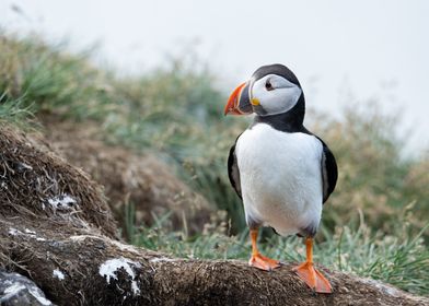 Puffin in Iceland