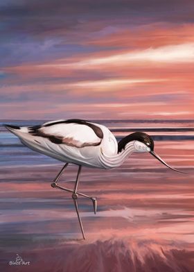 Avocet