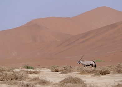 Oryx in the desert