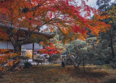 Autumn Temple Kyoto Japan