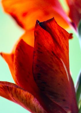 Red gladiolus