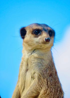  suricate