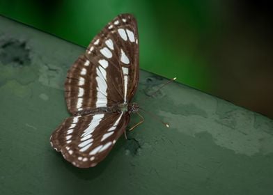 Spotted Butterfly