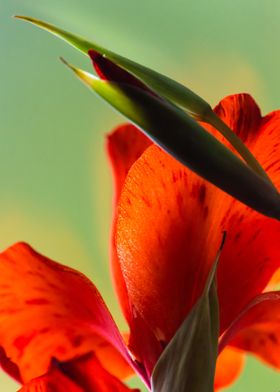 Red gladiolus flower