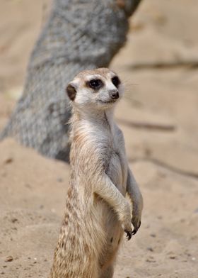 Meerkat 