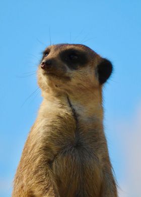 Meerkat 