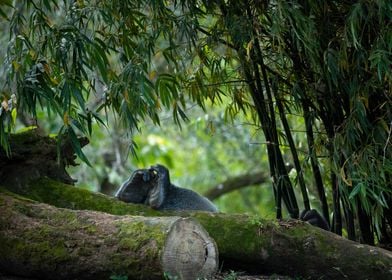 Gorilla Under The Shade