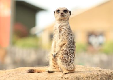  suricate