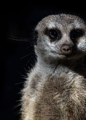  suricate