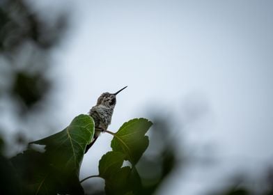 Looking to the Sky