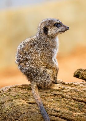  suricate