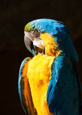 Blue and Gold Macaw