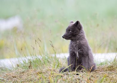 Baby arctic fox in Iceland