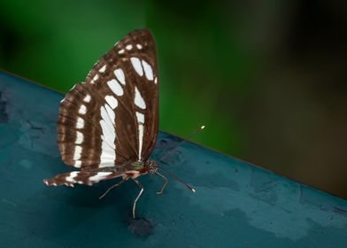 Spotted Butterfly