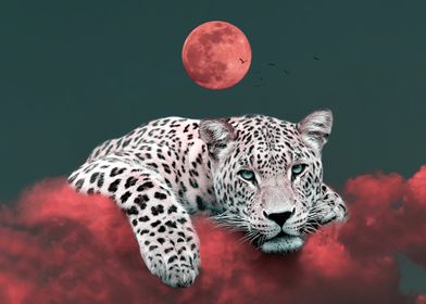 White Leopard on Red Cloud