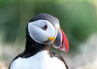 Puffin portrait in Iceland