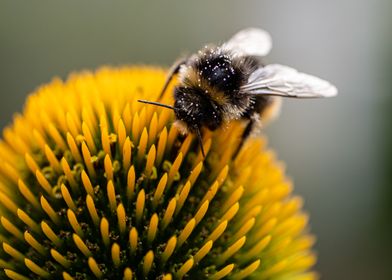 Bee on Coneflower