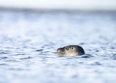 Seal in Iceland