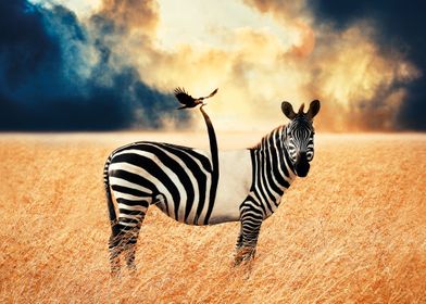 Zebra Animal Naked Clouds