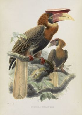 Hydrocorax Mindanensis