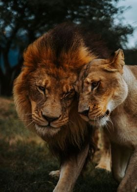 Lions Love