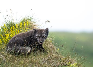 Arctic fox in Iceland