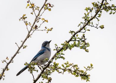 California Scrap Jay