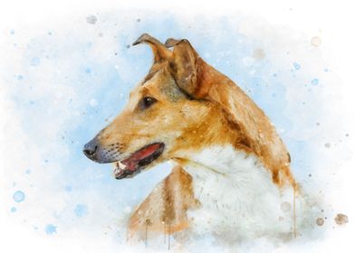 Smooth Collie watercolor